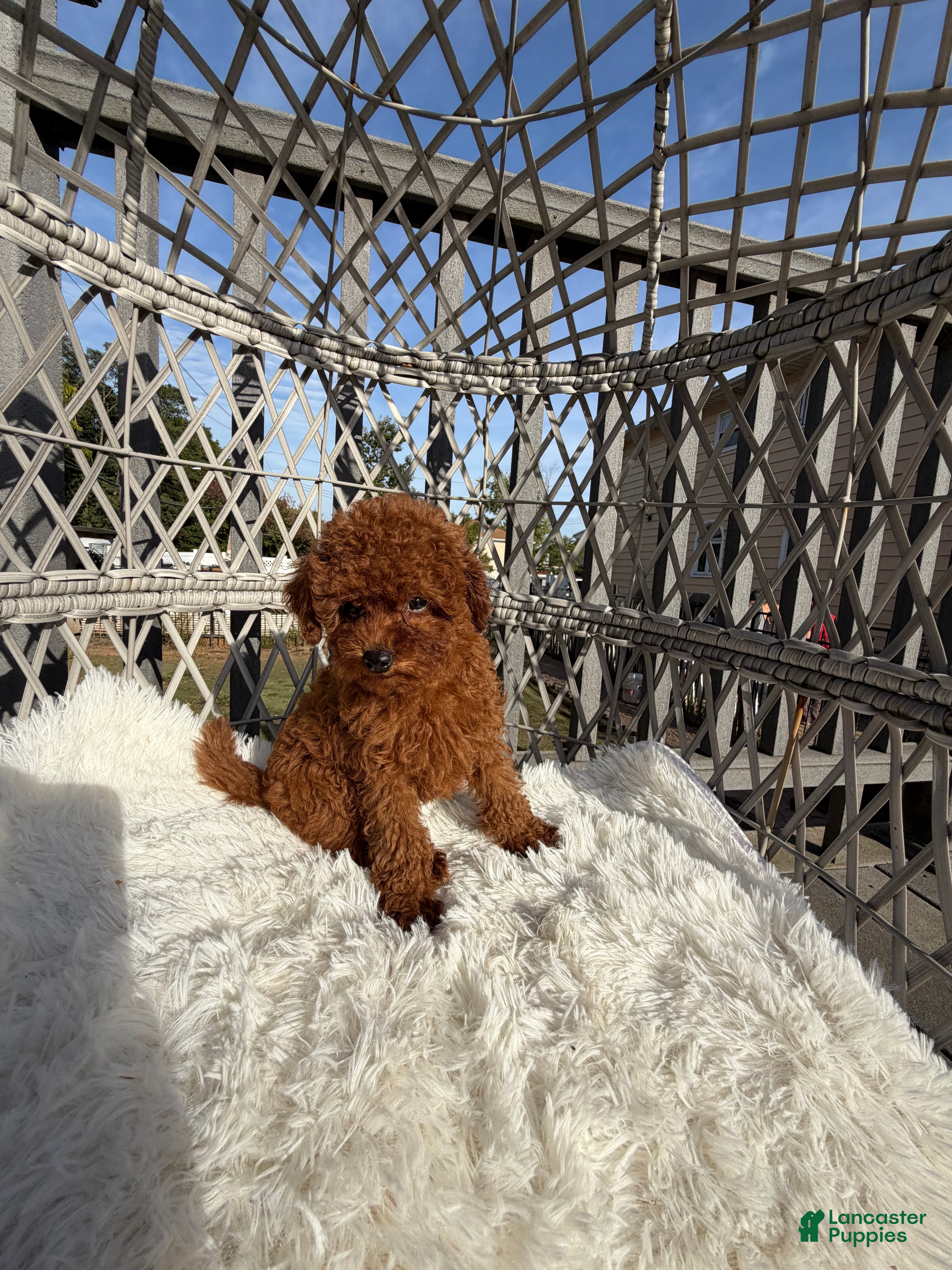 Toy Poodle dogs for sale: Toy Poodle Chinese bloodline  - Ad 2