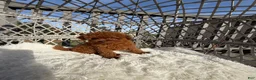 Toy Poodle dogs for sale: Toy Poodle Chinese bloodline  - Ad 4