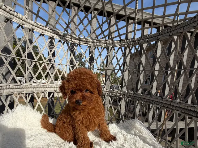 Toy Poodle dogs for sale: Toy Poodle Chinese bloodline - Ad 2