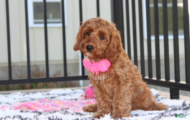 Cockapoo dogs Lacie - Ad 2