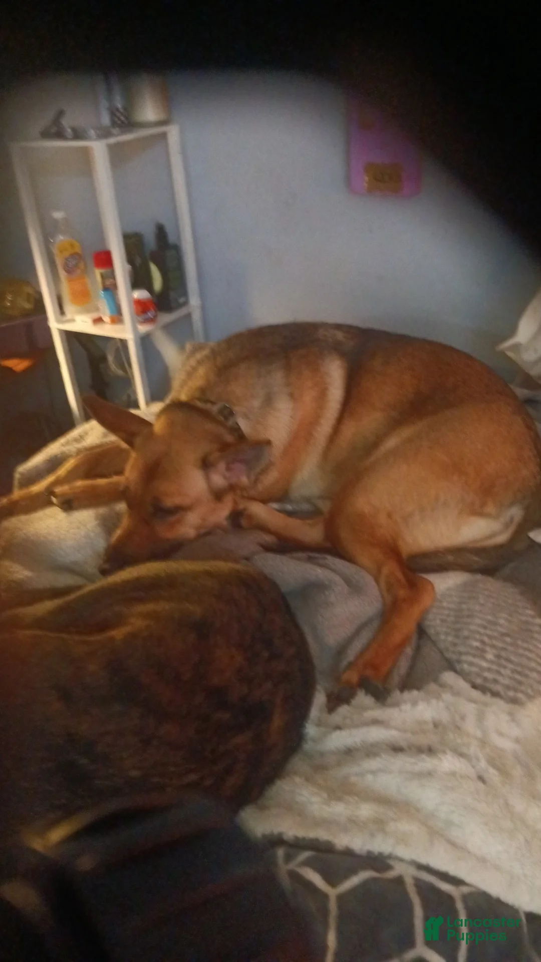 German Shepherd dogs for sale: German Shepherd Puppy 1 - Ad 2