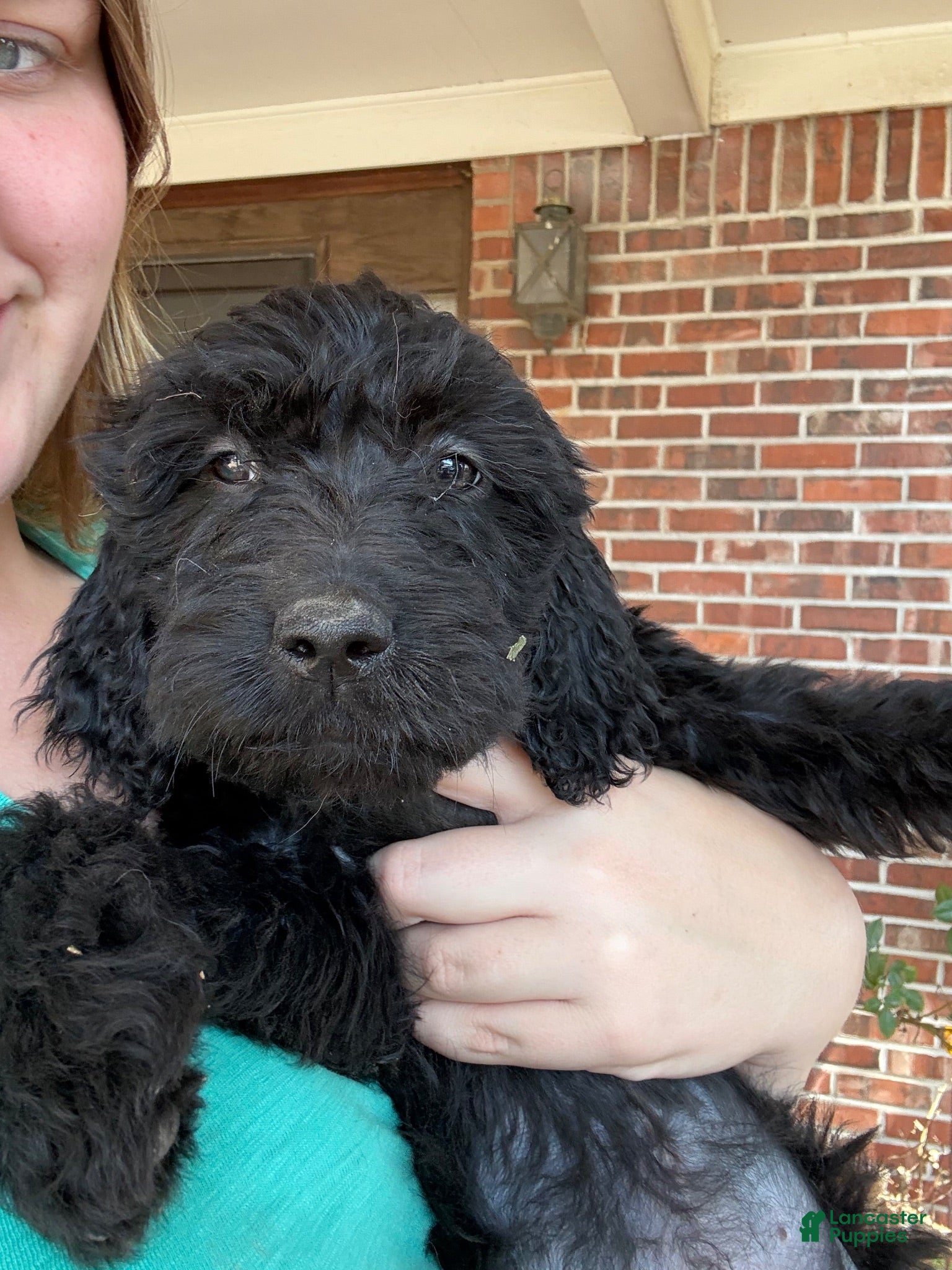 Goldendoodle dogs Goldendoodle 5 - Ad 21