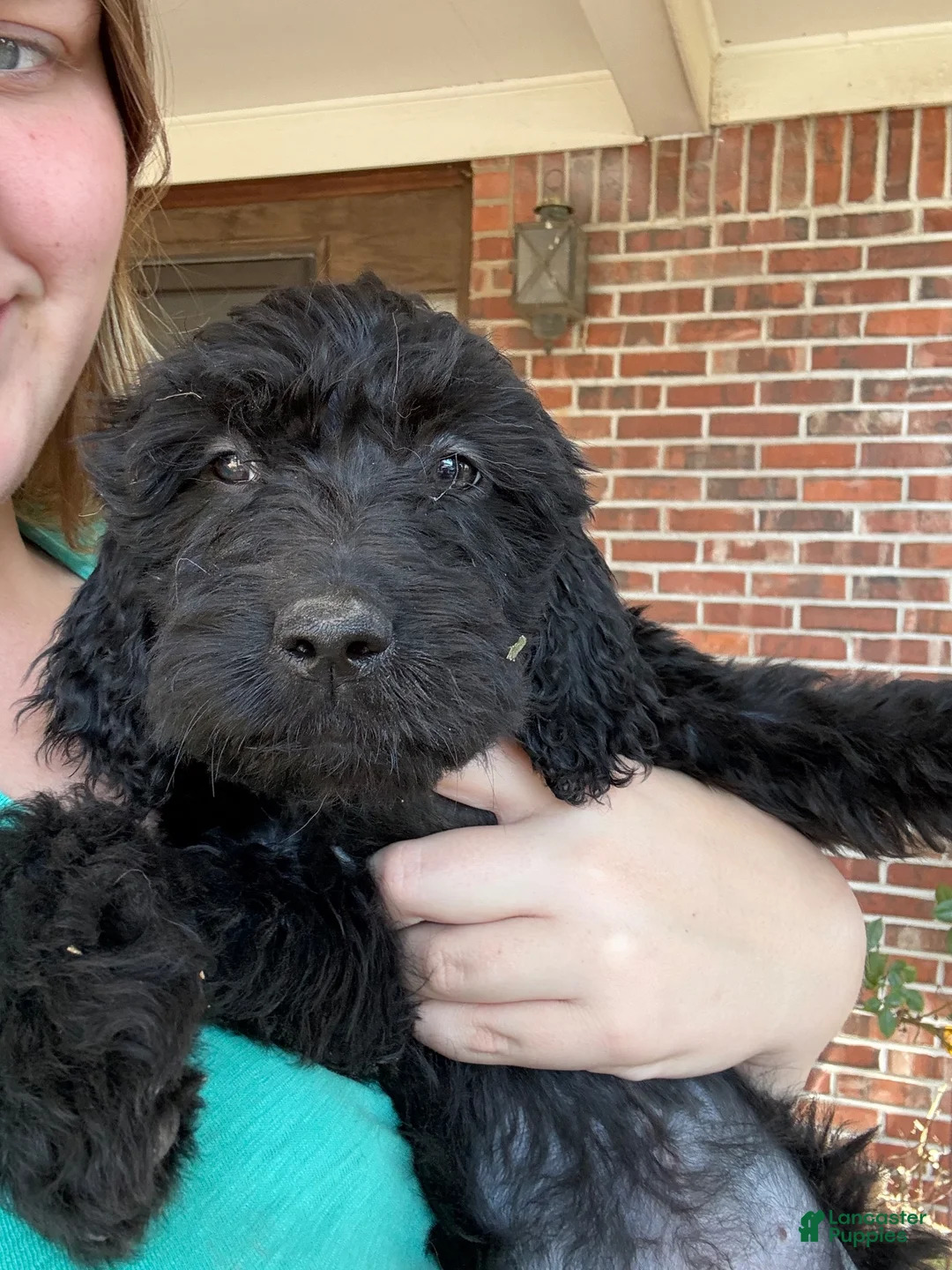 Goldendoodle dogs for sale: Goldendoodle 5 - Ad 1