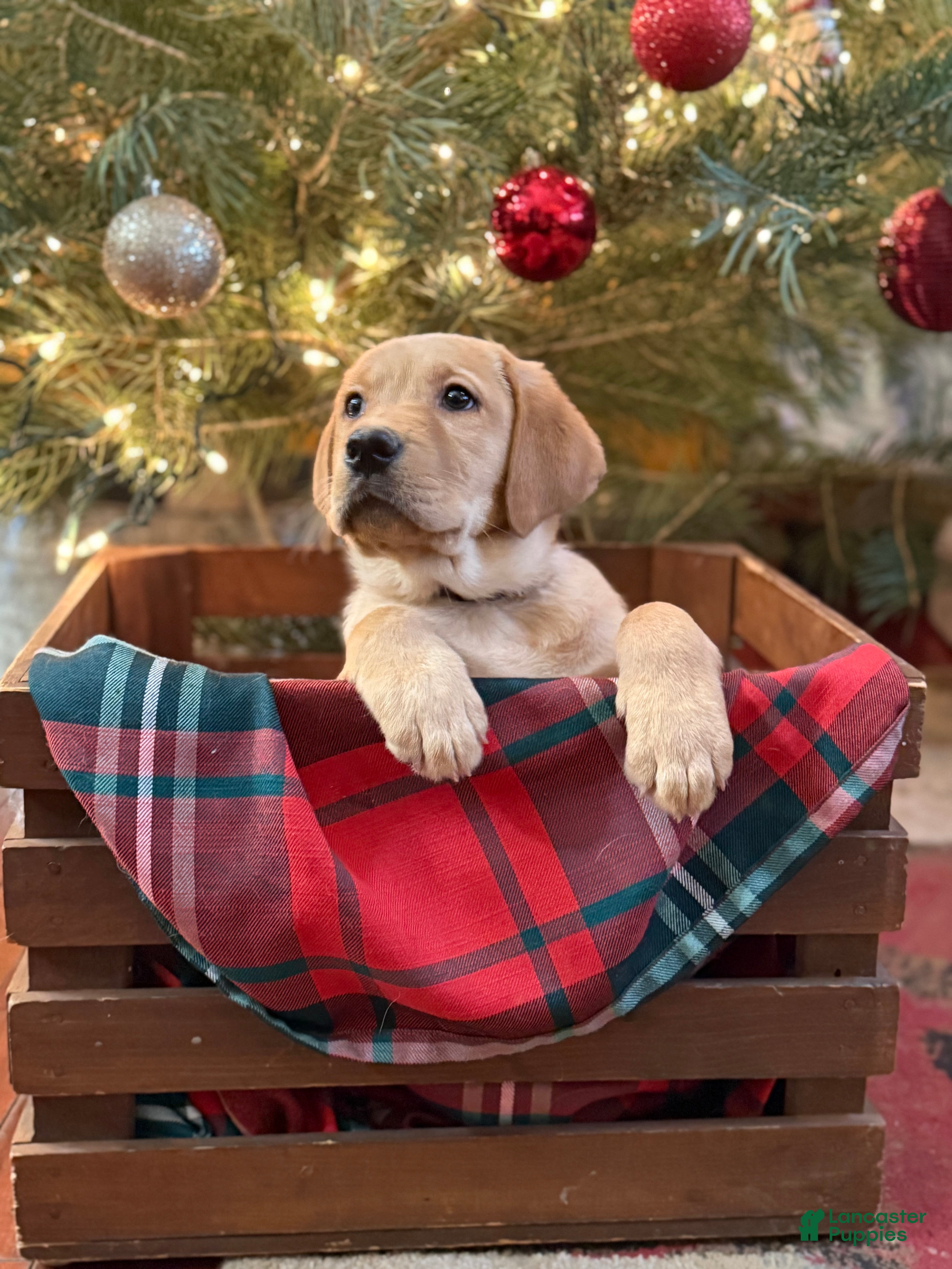 Labrador Retriever dogs PurpleCollar female  - Ad 41