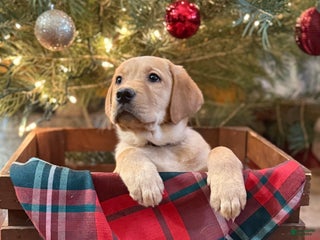 Labrador Retriever dogs PurpleCollar female - Ad 1