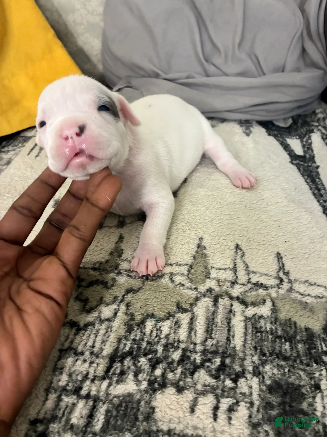 American Bully dogs for sale: American Bully 3 - Ad 2