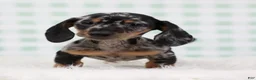 Miniature Dachshund dogs for sale: Pierre 🫐 - Ad 3