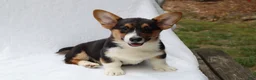 Welsh Corgi Pembroke dogs for sale: Poncho - Ad 3