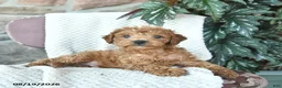 Toy Poodle dogs for sale: Leo  - Ad 3