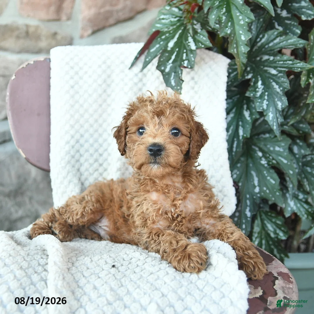 Toy Poodle dogs for sale: Leo  - Ad 3