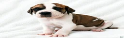 Great Dane dogs for sale: Pepin  - Ad 2