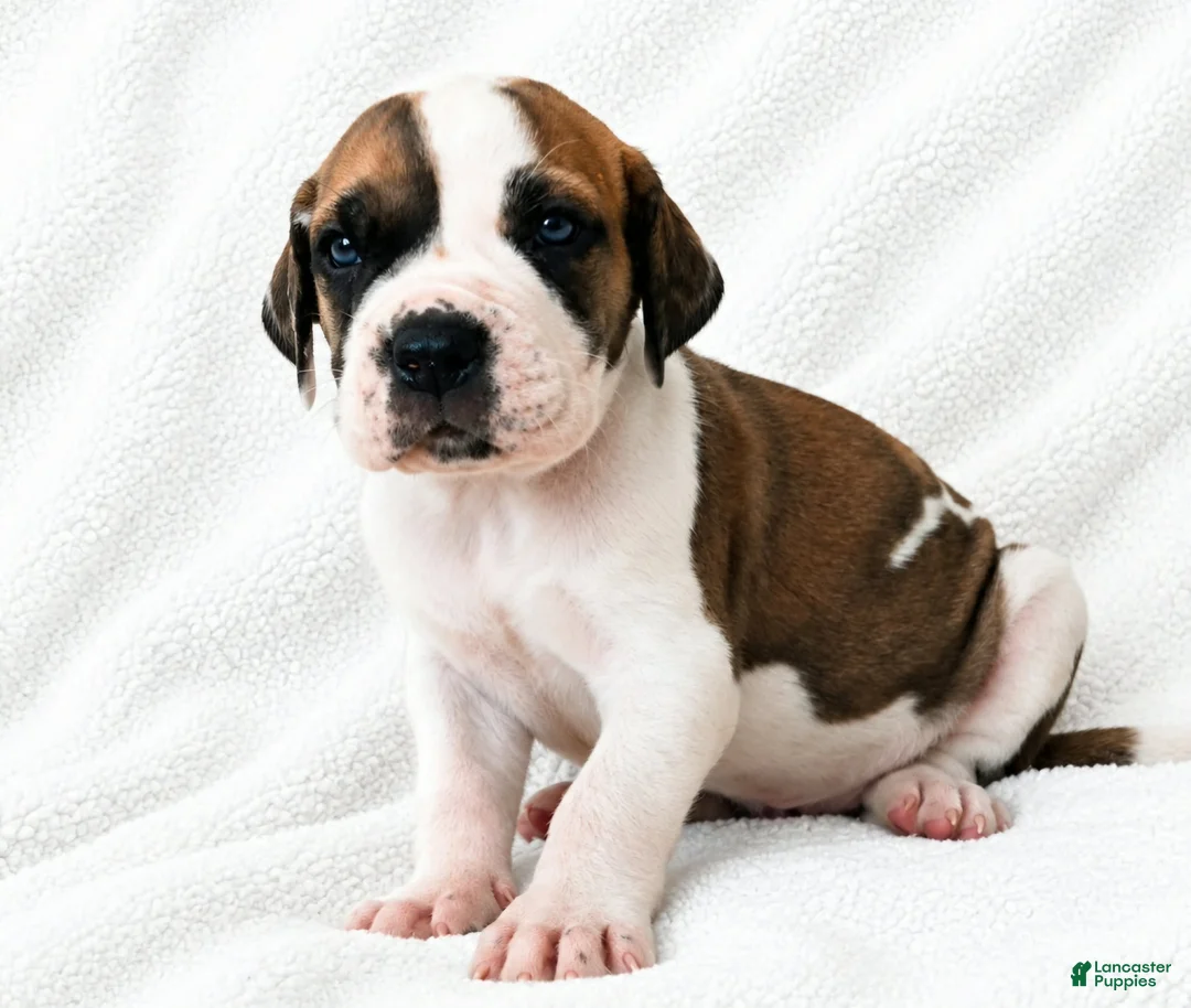 Great Dane dogs for sale: Pepin  - Ad 2