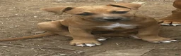 American Pit Bull Terrier dogs for sale: American Pit Bull Terrier 9 - Ad 4