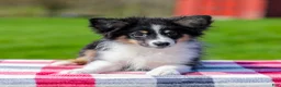 Miniature Australian Shepherd dogs for sale: Boomer - Ad 3