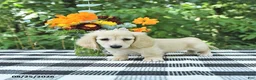 Miniature Dachshund dogs for sale: Teddy - Ad 3
