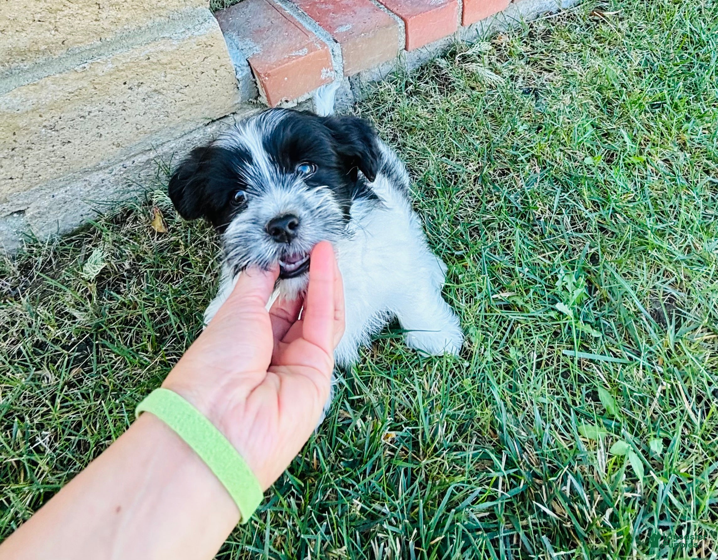 Mixed Breed dogs for sale: 🐶Teddy Bear Green💚 - Ad 2