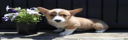 Welsh Corgi Pembroke dogs for sale: Sawyer - Ad 2
