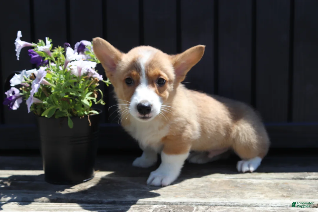 Welsh Corgi Pembroke dogs for sale: Sawyer - Ad 2