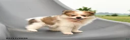 Pomeranian dogs for sale: Merle - Ad 3
