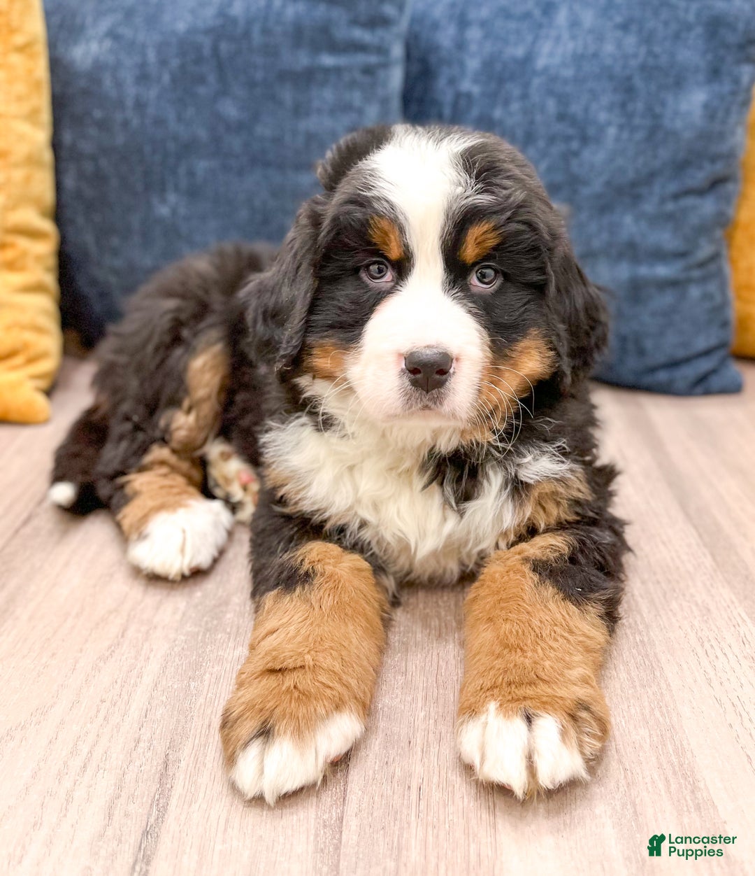 Bernese Mountain Dog dogs for sale: Lilly - Ad 2