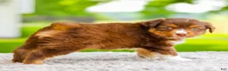 Miniature Australian Shepherd dogs for sale: Coke - Ad 3