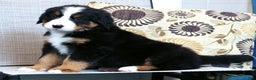 Bernese Mountain Dog dogs for sale: Jordan - Ad 6