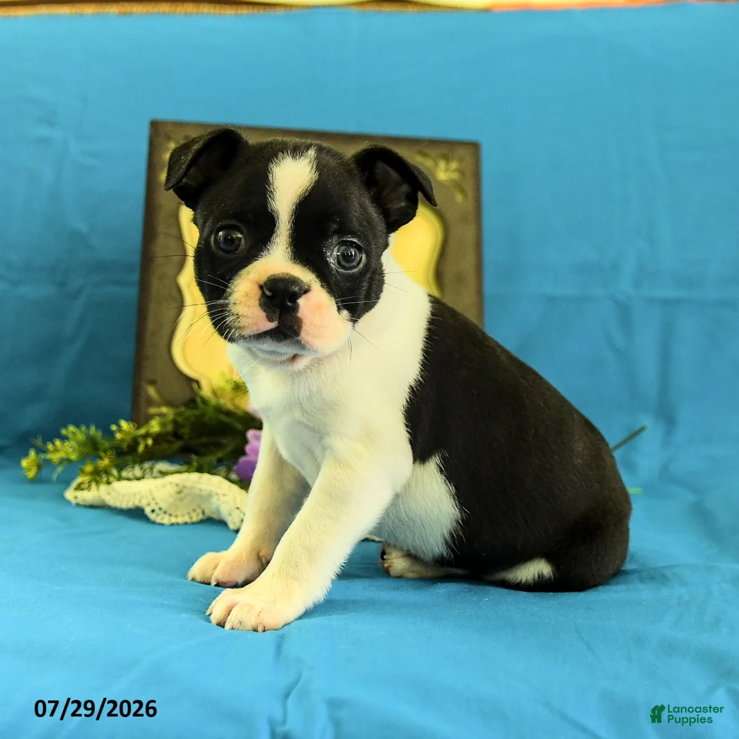 Boston Terrier dogs for sale: Ziggy - Ad 1