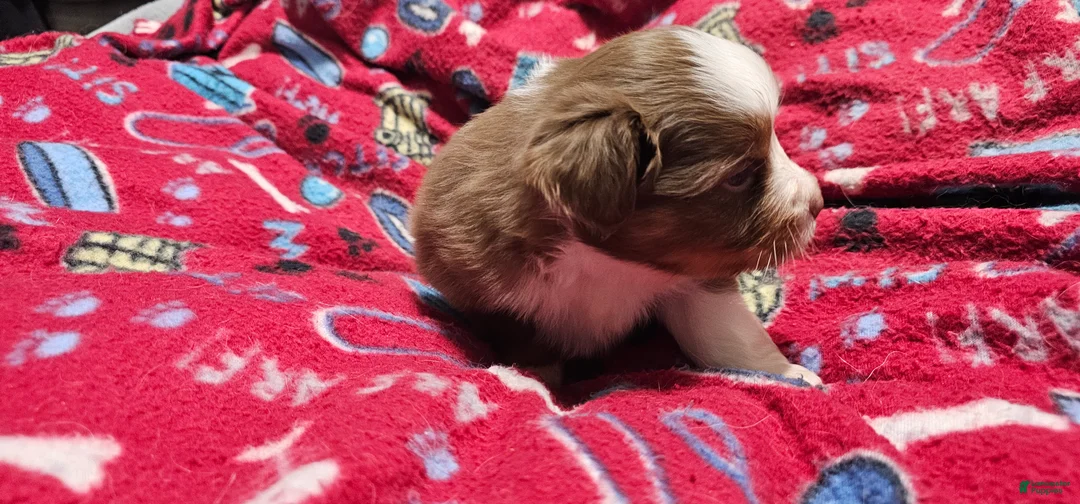 Miniature Australian Shepherd dogs for sale: Bread - Ad 4