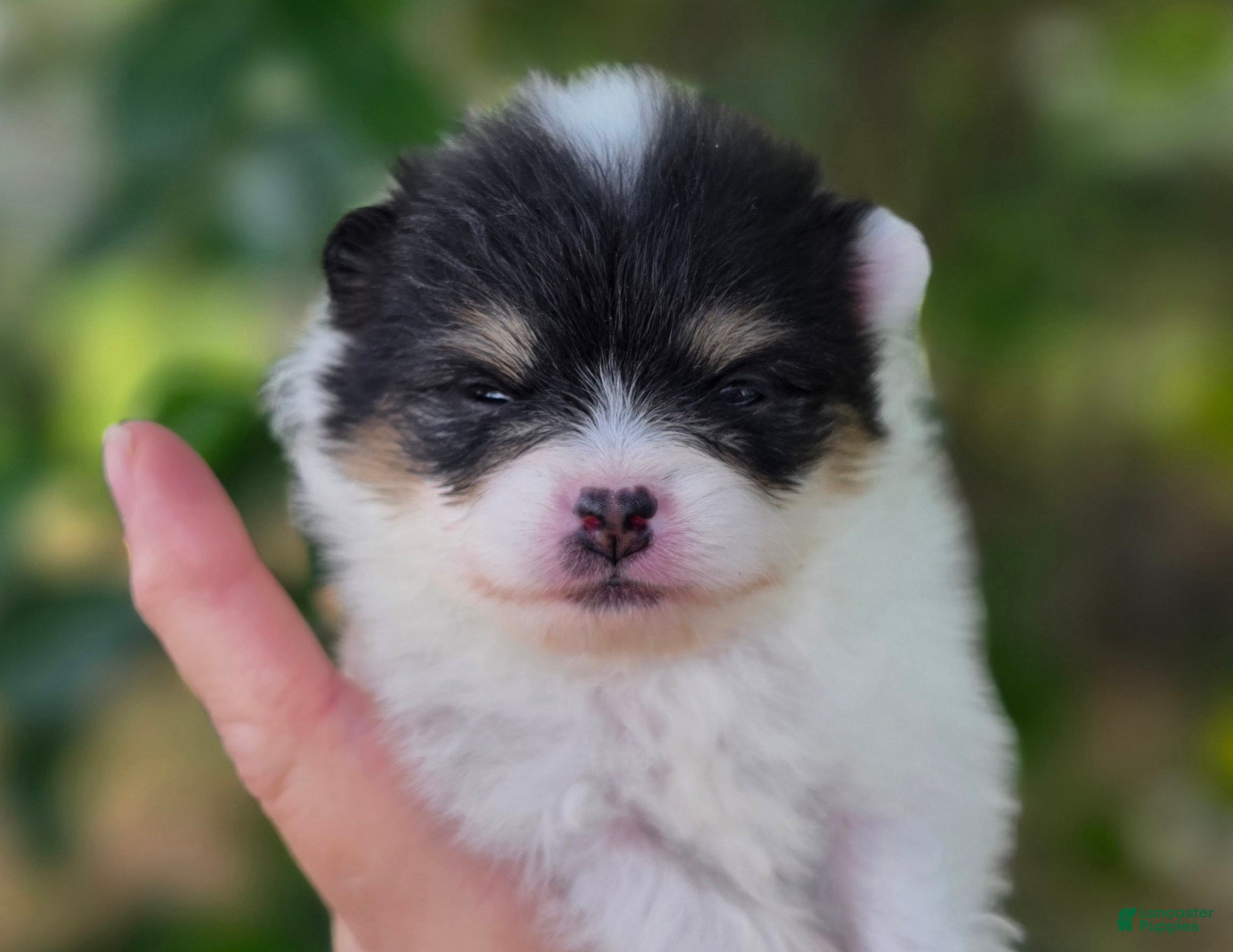 Pomeranian dogs Zorro  - Ad 2