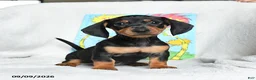 Miniature Dachshund dogs for sale: Lorax - Ad 2