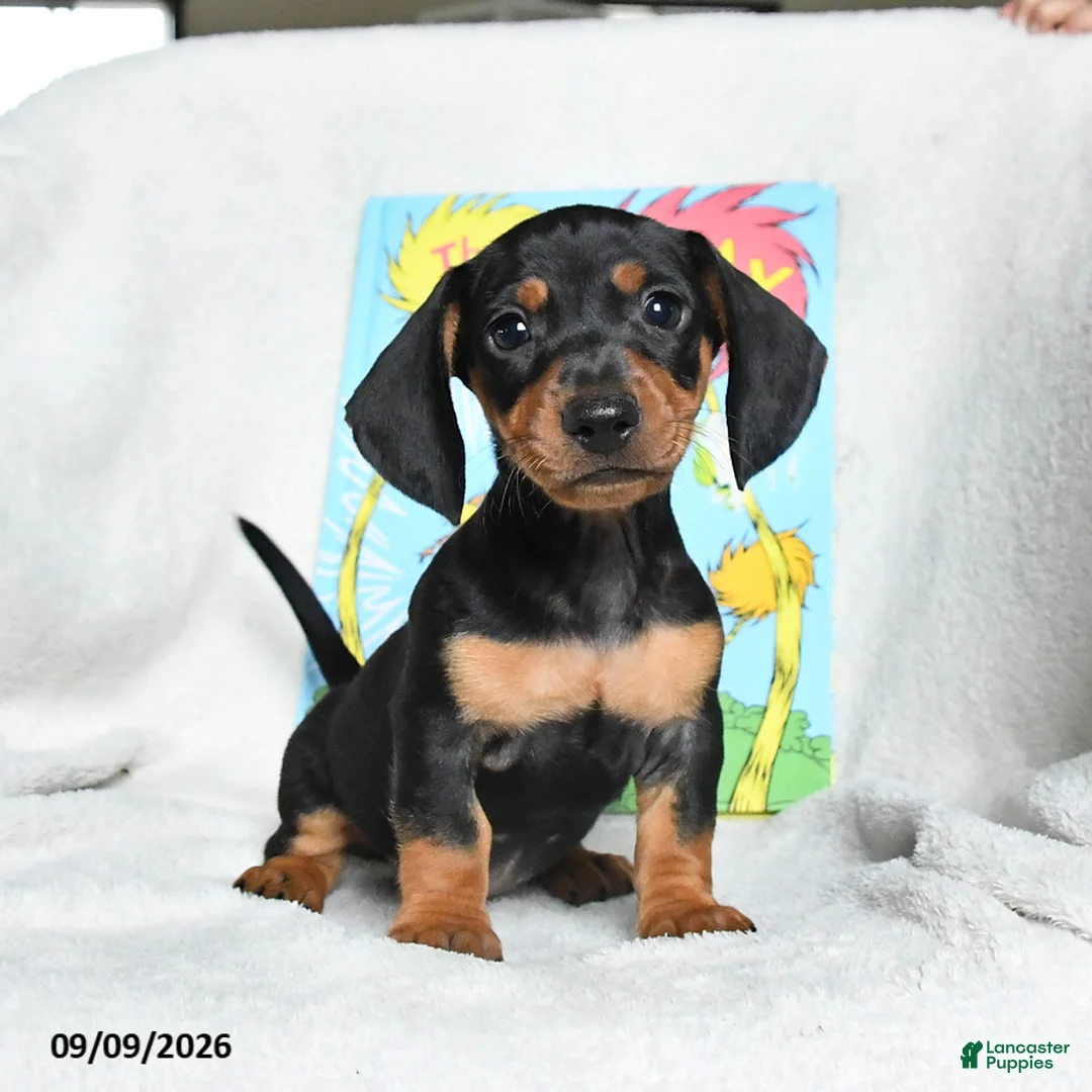 Miniature Dachshund dogs for sale: Lorax - Ad 2