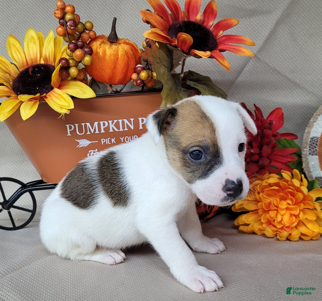 Jack Russell Terrier dogs for sale: "FIRE" of Westfork  - Ad 13