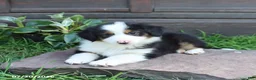 Australian Shepherd dogs for sale: Magnolia - Ad 1
