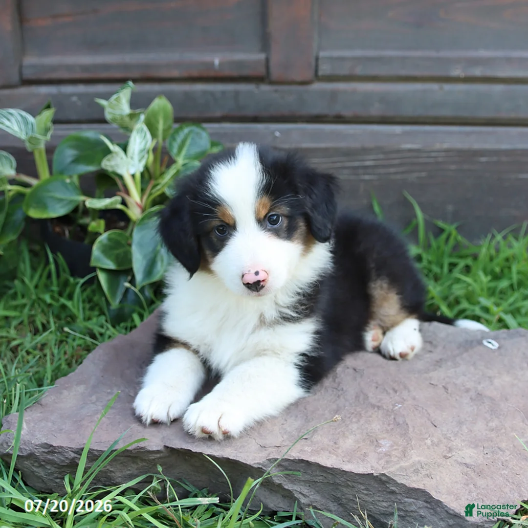 Australian Shepherd dogs for sale: Magnolia - Ad 1