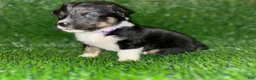 Mixed Breed dogs for sale: Auggie Female Tri (purple collar) - Ad 2