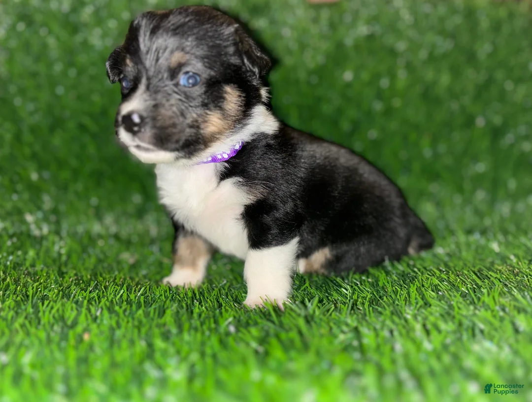 Mixed Breed dogs for sale: Auggie Female Tri (purple collar) - Ad 2