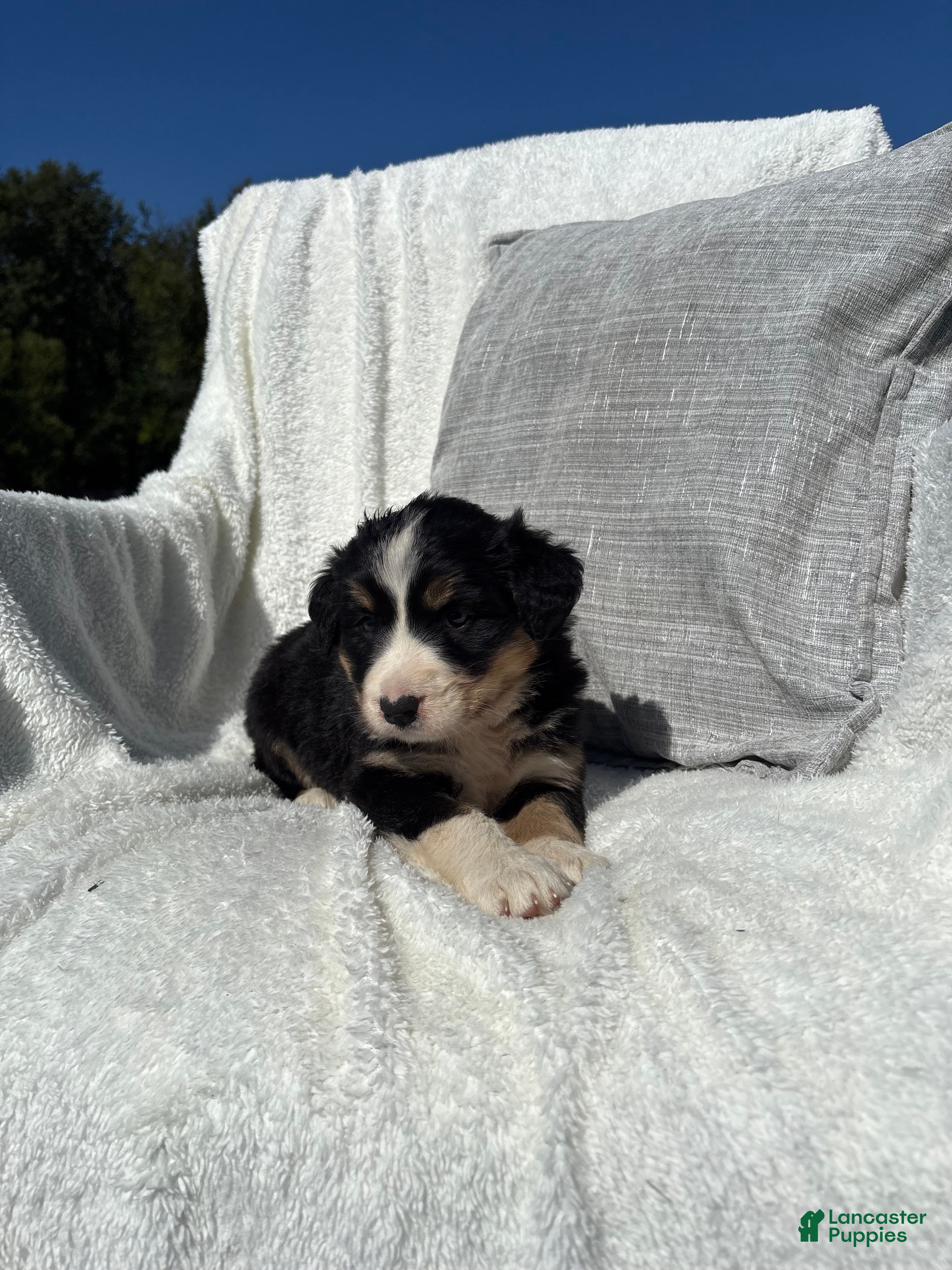 Mixed Breed dogs Mixed Breed 5 - Ad 1
