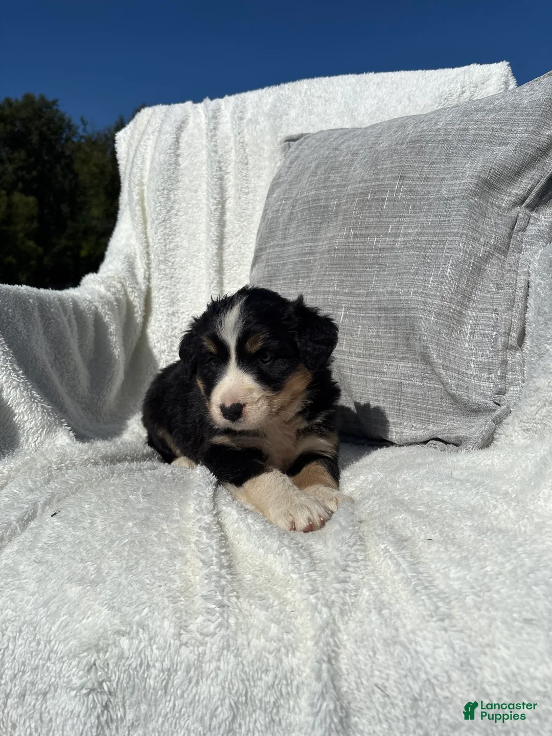 Mixed Breed dogs for sale: Mixed Breed 5 - Ad 1