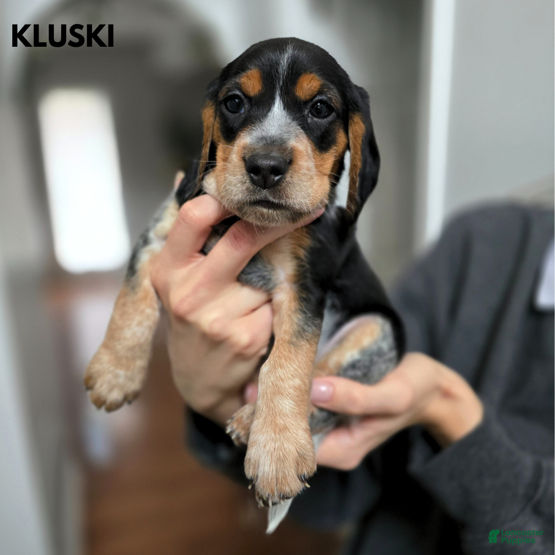Beagle dogs Kluski - Ad 28