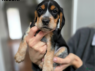 Beagle dogs Kluski - Ad 28