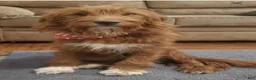 Double Doodle dogs for sale: Hazel - Ad 6