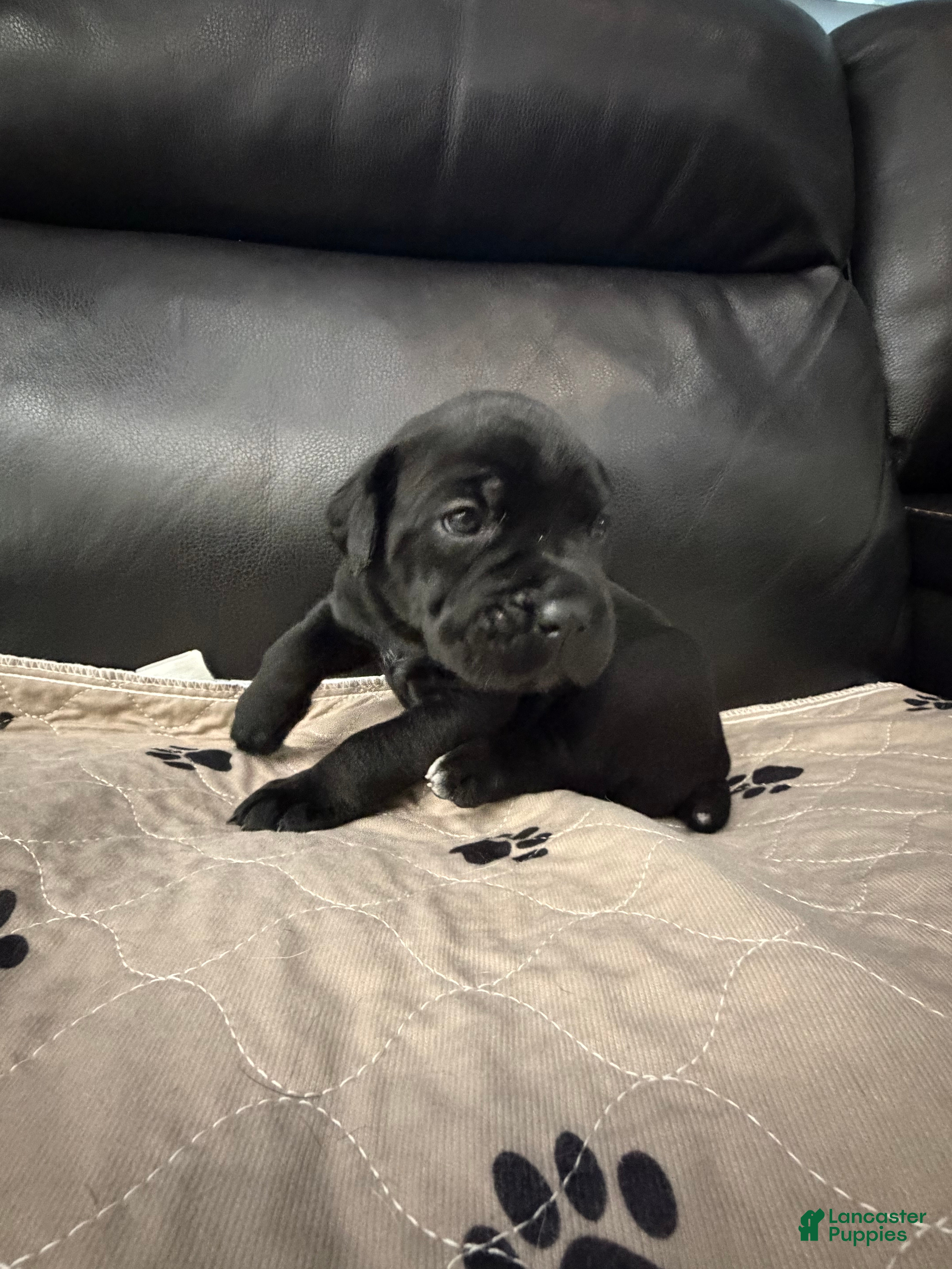 Cane Corso dogs Yellow Collar - Camela - Ad 1