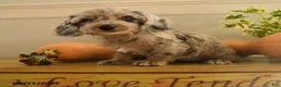 Doxiepoo dogs for sale: Pumpkin - Ad 2