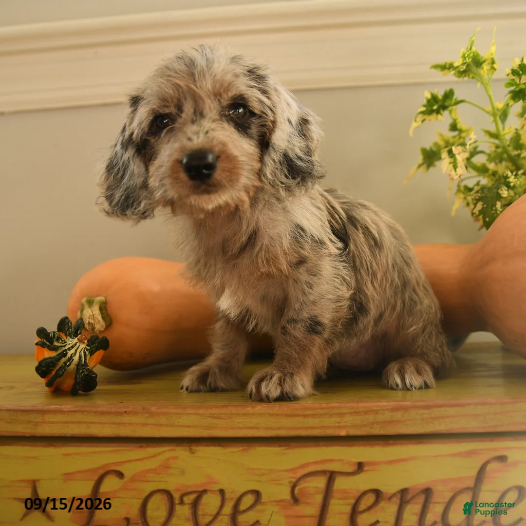 Doxiepoo dogs for sale: Pumpkin - Ad 2