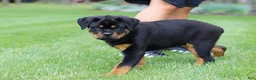 Rottweiler dogs for sale: Angela - Ad 10