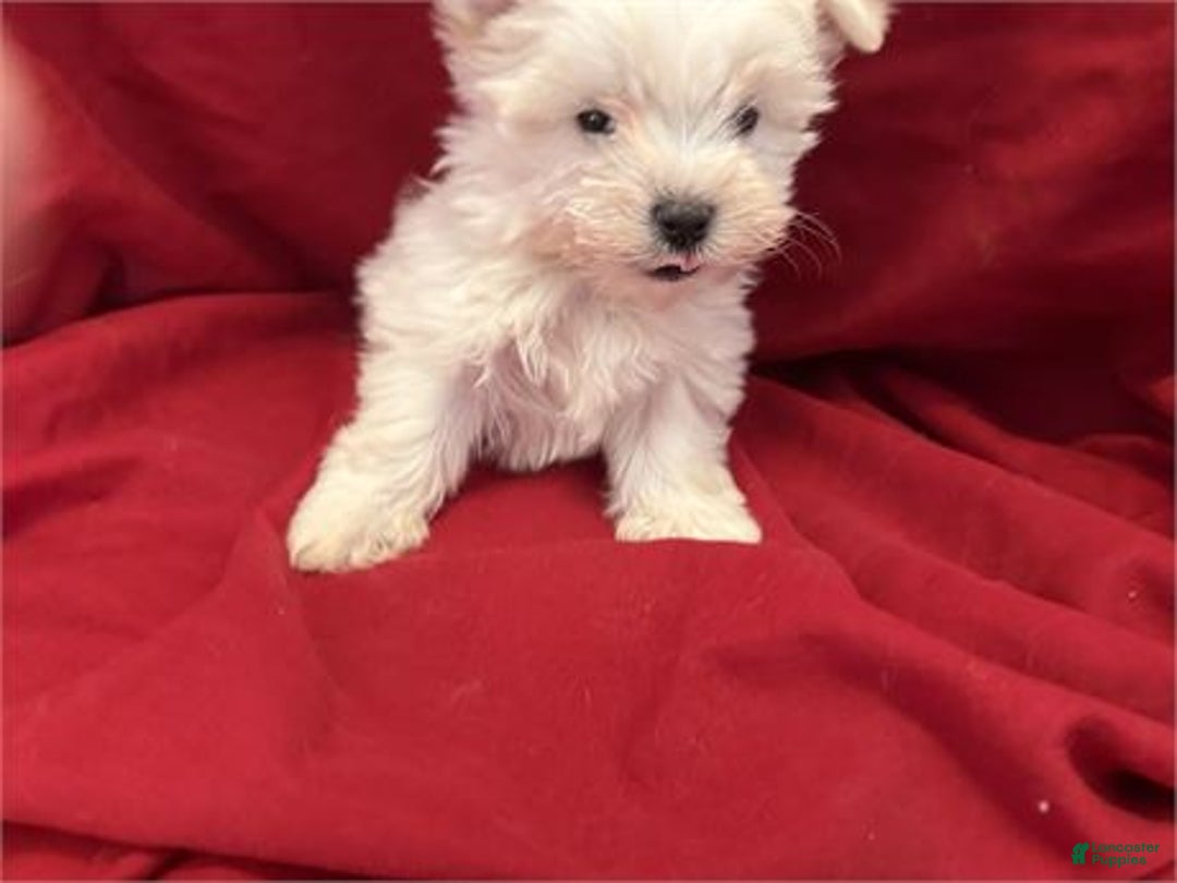 Maltese dogs for sale: Maltese Puppy 1 - Ad 2