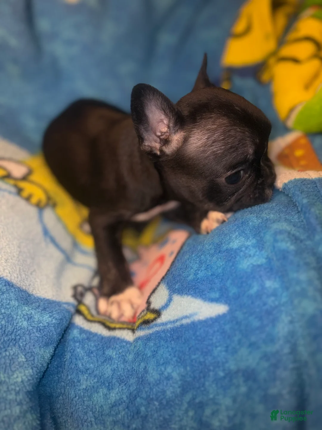 French Bulldog dogs for sale: BARRY black and tan - Ad 2