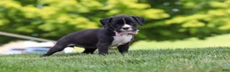 Boxer dogs for sale: Lucy - Ad 4
