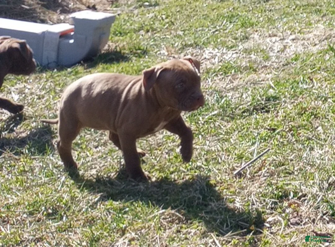 American Bully dogs for sale: Ariel Manning - Ad 2