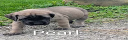English Mastiff dogs for sale: English Mastiff Puppy 4 - Ad 5